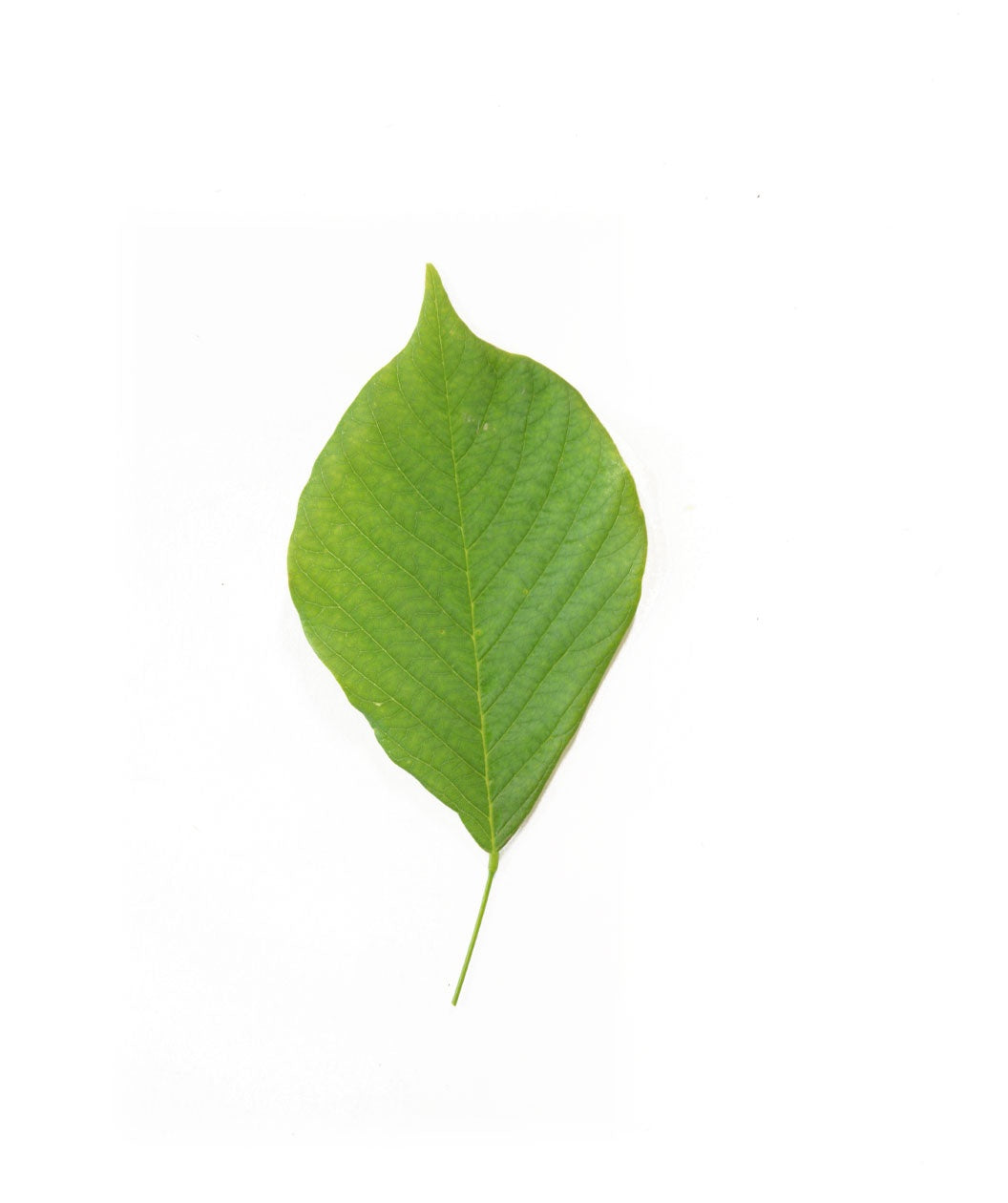 Original yellowwood leaf photograph on a white background