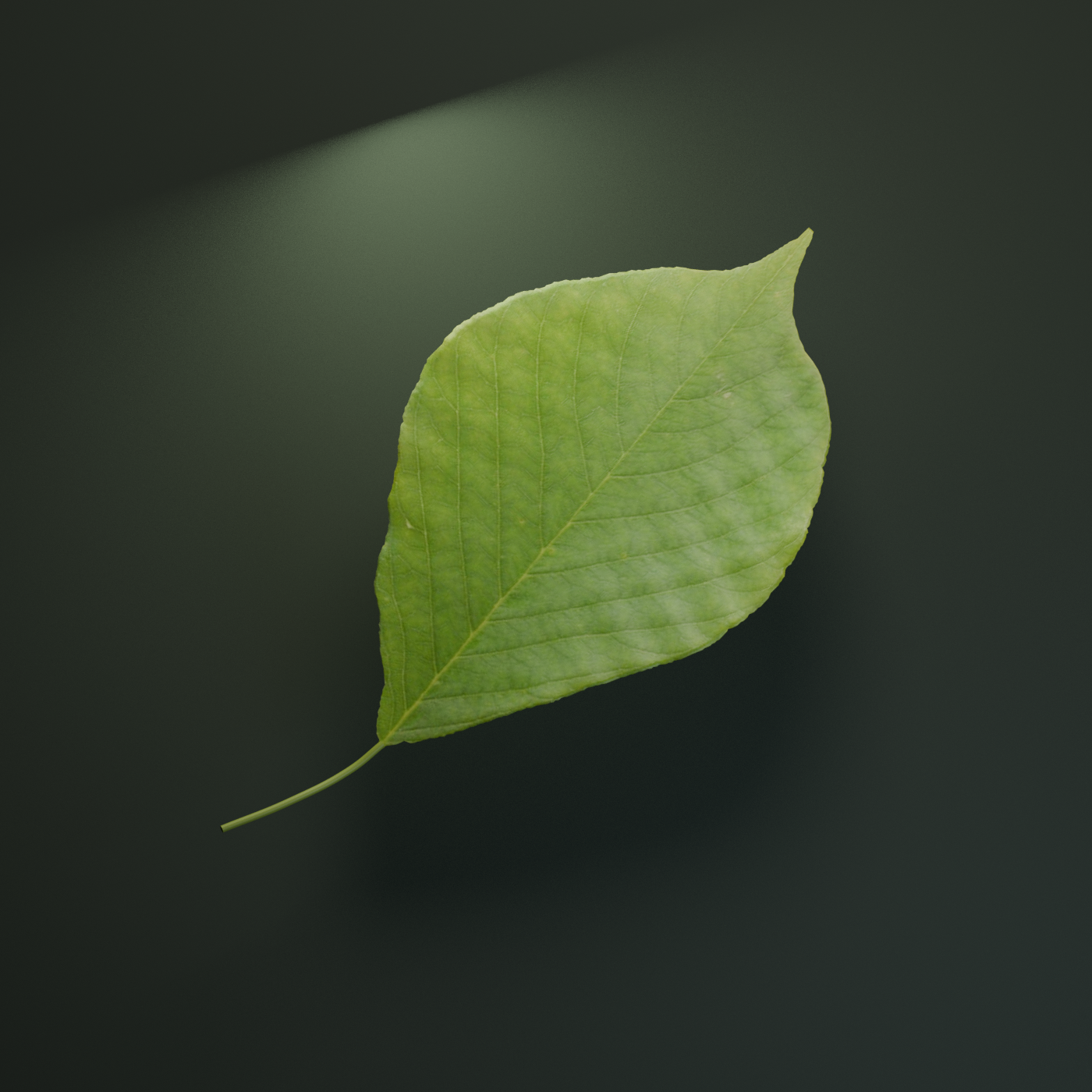 Rendered still of the reconstructed yellowwood leaf