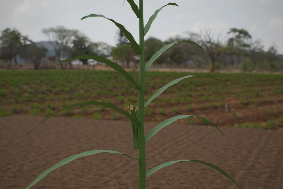Rendered corn plant at R1, silking