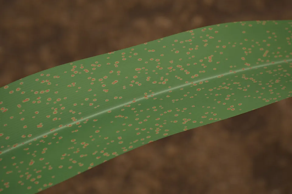 Rendered corn leaf with common rust