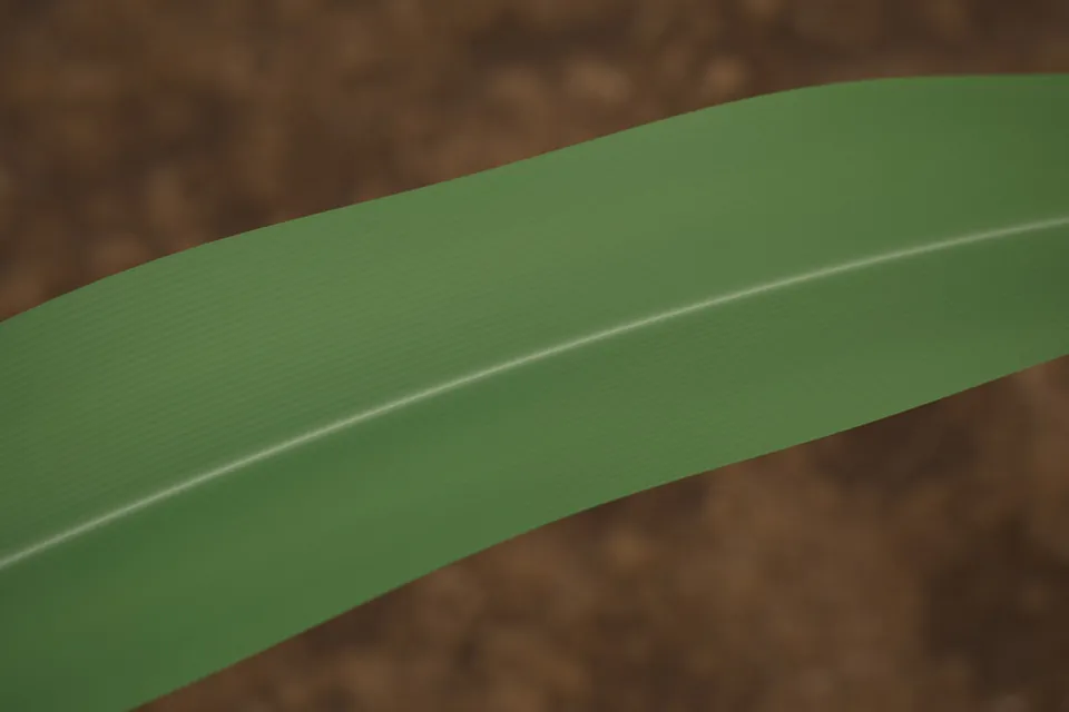 Rendered healthy corn leaf