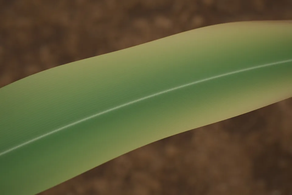 Rendered corn leaf with potassium deficiency