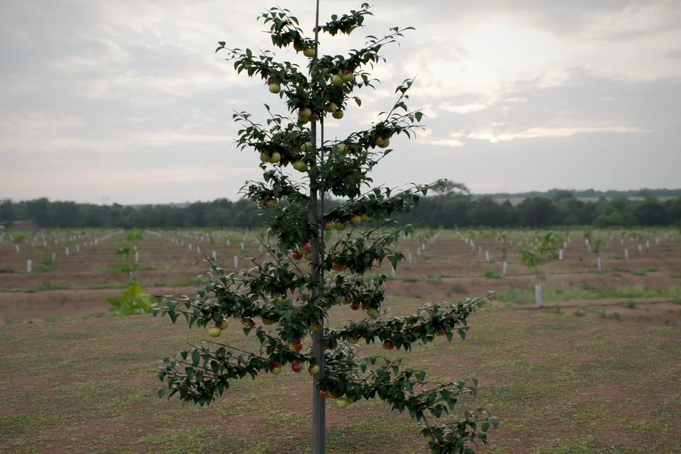 Rendered healthy tall-spindle apple tree