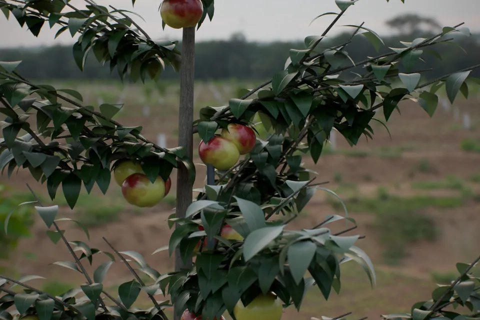 Rendered apple tree with powdery mildew