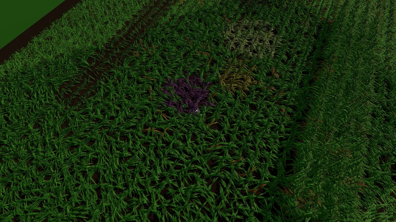 Drone view of the simulated corn field with patches of stressed plants