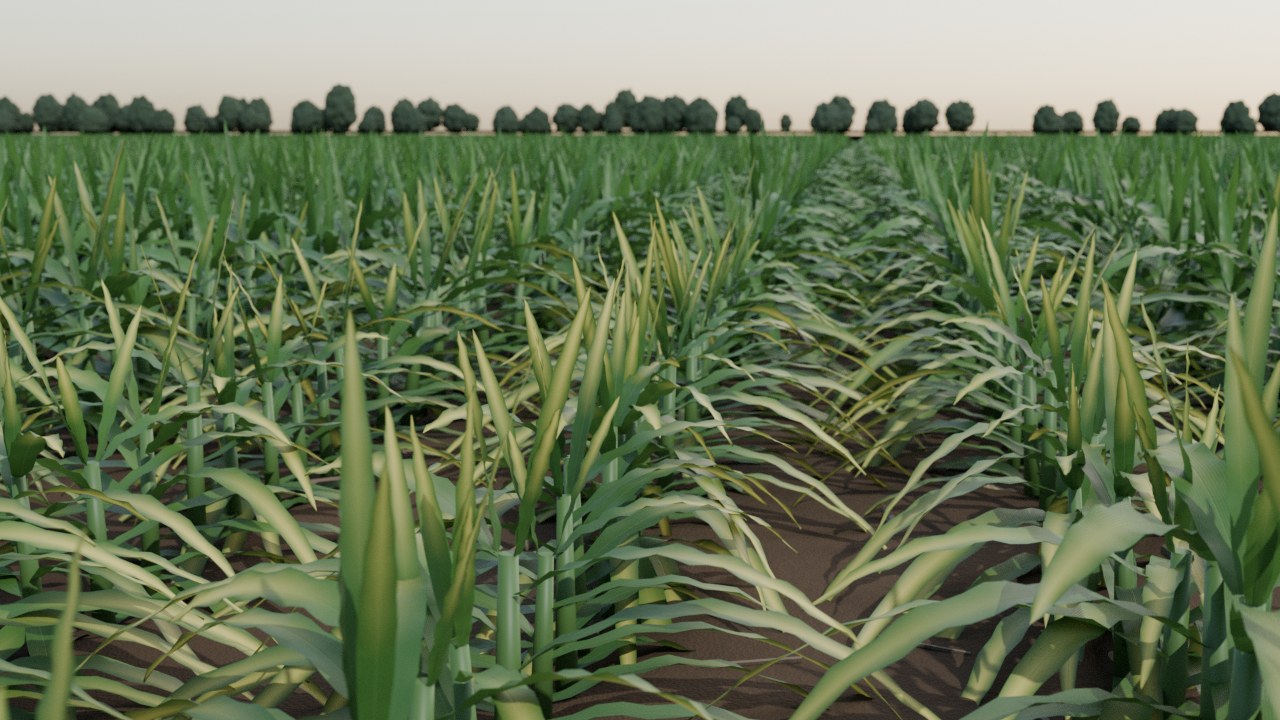 Eye-level close-up of corn plants at the edge of the nitrogen-deficient patch