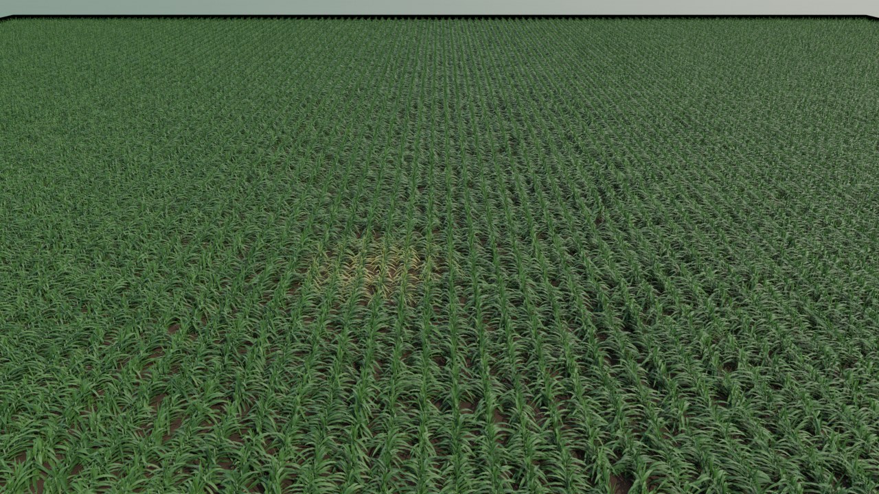 Drone-height view of the whole corn field with a yellow patch in the middle