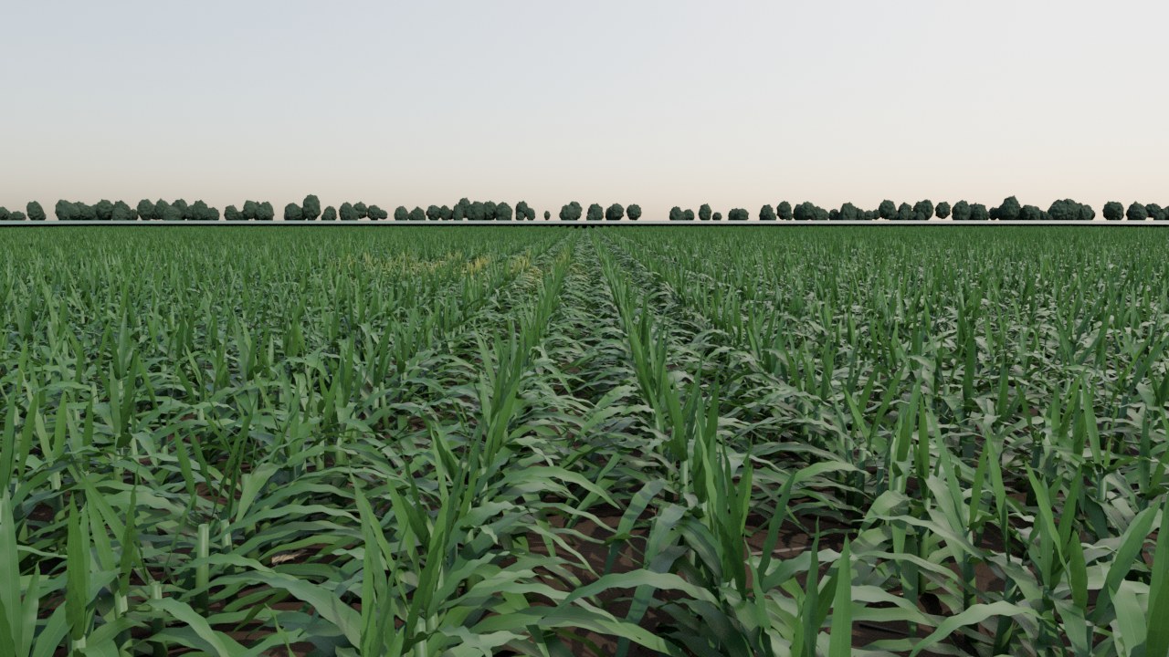 Looking down a corn alley at robot height; rows run to a tree line on the horizon